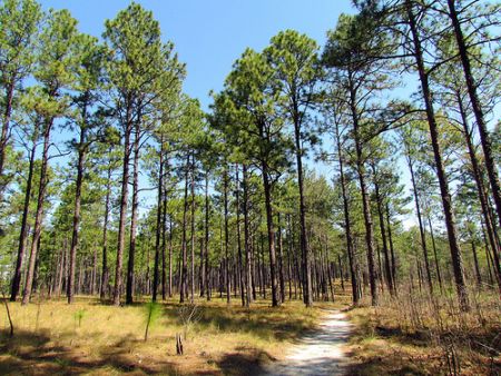 "Forest - longleaf pines Weymouth Woods SP 1805." 2011. By Flickr user bobistraveling.