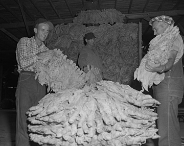 Workers packing tobacco into baskets for sale, King Roberts and Everette Clayton Tobacco Warehouse, Fuquay Springs, NC, 1950's. From the Heulon Dean Photo Collection, PhC.133, North Carolina State Archives, call #: PhC133_1957_293_B.  
