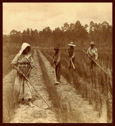 "Georgia rice field workers." 