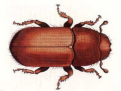 Southern Pine Beetle. Image courtesy of U.S. Department of Agriculture. 