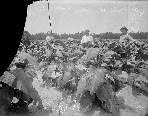 Group in a tobacco field, 1920s or 30s.