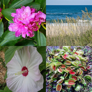 Clockwise from top left: (1) "Pink Rhododendron," photo courtesy of Flickr user 'NC Hiker', Posted June 14, 2011. Photo taken at Roan Mountain. (2) "Sea Oats and Ocean Surf," photo courtesy of Flickr user 'Bumeister1',  Image posted on July 18, 2008. Photo taken at <a  data-cke-saved-href=
