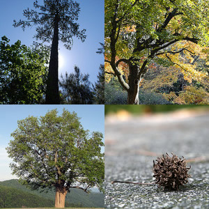 Clockwise from top left: (1) "Loblolly Pine," photo courtesy of Flickr user 'Konomike', Photo taken in Johnston County, NC. Posted on April 26, 2009. (2) "Oak Tree and Bench," photo courtesy of Flickr user 'Bumeister',  Image taken in Chapel Hill, NC on UNC-Chapel Hill's campus. Photo taken on November 19, 2007. (3) "Sweet Gum Seed Tree Pod," Photo courtesy of Flickr user 'Ivy Dawned',  Photo taken on September 24, 2008. (4) "Tulip Poplar!" photo courtesy of Flikr user 'BlueRidgeKitties', Photo taken on May 20, 2010 in Laxon, NC.