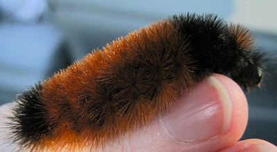 Woolly Worm, Blowing Rock, NC. Image courtesy of Flickr user Christy Frink. 