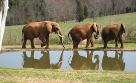 Elephants at the NC Zoo. Image courtesy of Flickr. 