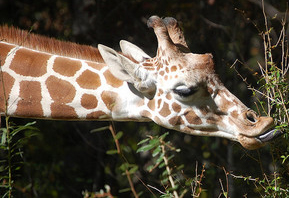 Giraffe at the NC Zoo. Image courtesy of Flickr.
